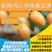 包邮 孕妇新鲜时令水果 大颗黄皮果顺丰空运内 广东郁南建城鸡心