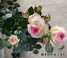藤本月季攀援花卉庭院植物 粉色龙沙宝石 月季花苗 欧洲进口月季