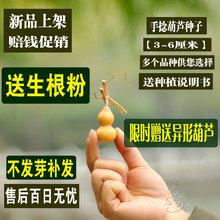包邮 天然手捻大中葫芦种子葫芦籽阳台观赏微型小葫芦种盆栽草李金