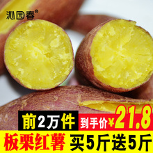 沁园春板栗红薯新鲜农家自种番薯烤红薯蜜薯紫薯小红香薯10斤地瓜