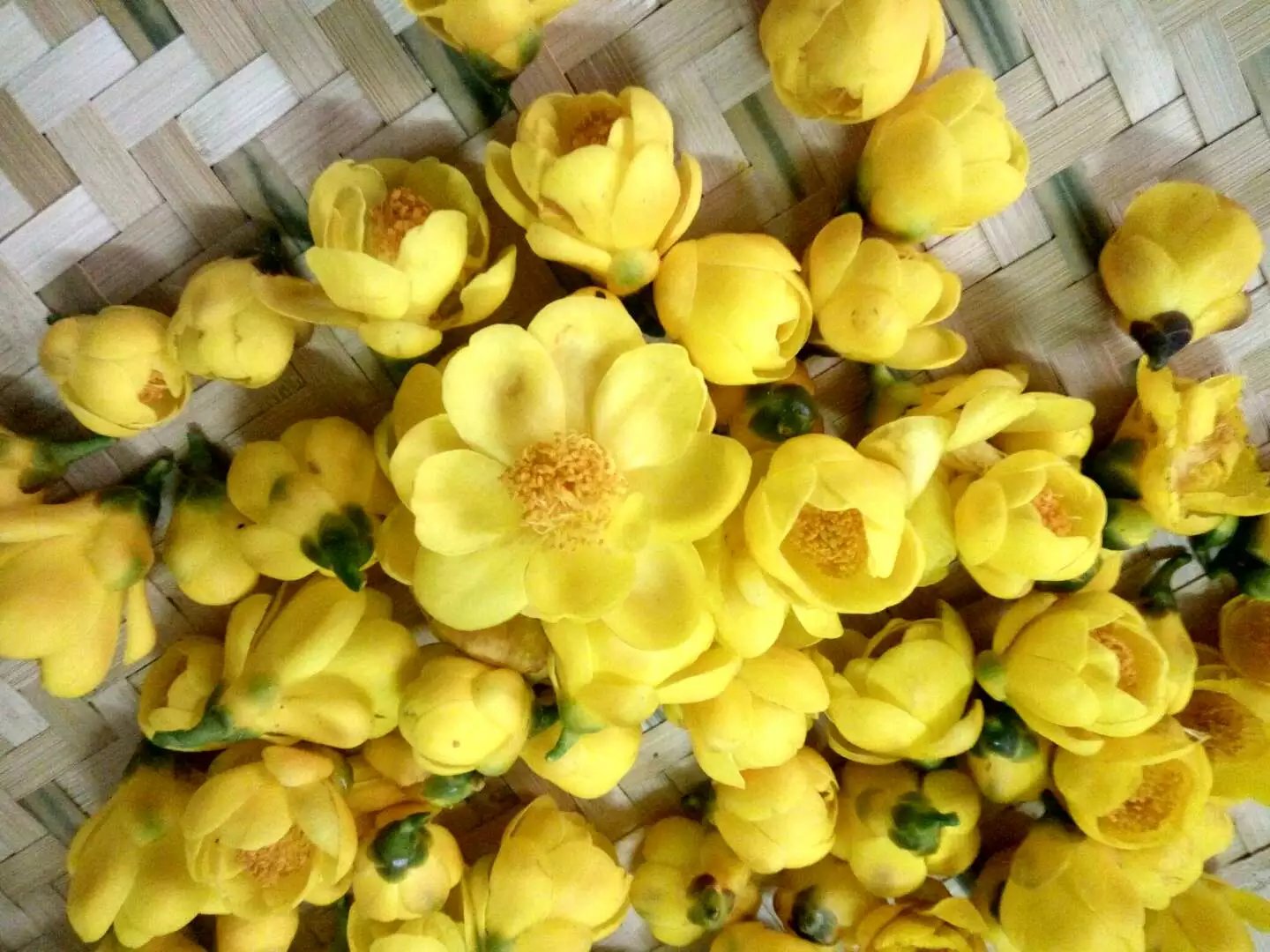 罐包邮1年干花防普金花茶新花2018广西横县正宗特级野生金花茶