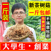 一斤装 包邮 18年新农家自产半野生茶树菇干货不开伞嫩500g