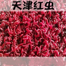能者鲜活红虫天津特大号公红虫活体活饵拉饵小公虫鲫鱼饵
