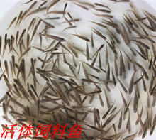 活体饲料鱼麦穗鱼食蚊鱼龙鱼罗汉鳄龟巴西龟开口饲料鱼淡水小鱼苗