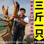 超大3-10斤特大波士顿龙虾鲜活水产澳洲海鲜小龙虾基围虾新鲜大虾