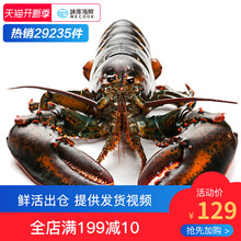 活波士顿龙虾1斤鲜活特大波龙活虾450-550g奥龙海鲜水产大虾包邮
