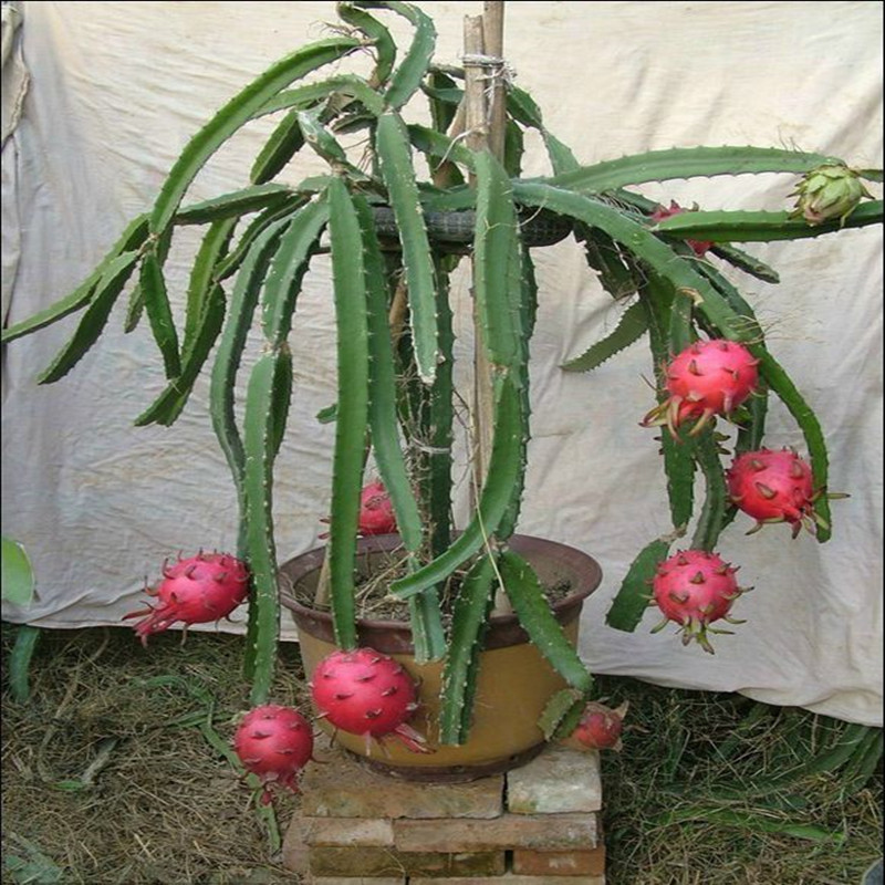 火龙果苗盆栽地栽红心红肉黄皮麒麟当年结果带
