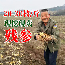 野生林下东北500g滋补泡酒煲汤残参2019新品 带土长白山 鲜人参