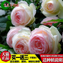 月季花苗庭院爬藤植物绿植玫瑰花苗 藤本月季苗粉色龙沙宝石粉龙