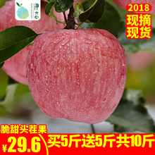 现货现摘红富士苹果水果新鲜 包邮当季应季水果10斤一整箱脆吃的