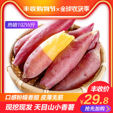 临安农家小红薯新鲜蔬菜小番薯板栗山芋紫薯地瓜5斤 天目山小香薯