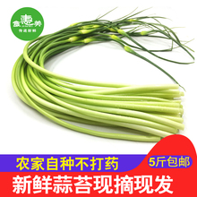 包邮 蒜薹新鲜蒜苔农家自种现拔现发蒜毫蒜芯蒜苗蔬菜露天5斤装