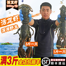 波士顿龙虾鲜活大龙虾 特大10斤波斯顿澳洲海鲜水产1斤2斤5斤包邮