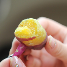5月现挖新鲜小香薯5斤地瓜板栗番薯红薯山芋软糯香甜天目小香薯