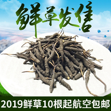 新鲜冬虫夏草鲜草青海玉树鲜虫草正品 冬虫0.7g1根西藏那曲10根起