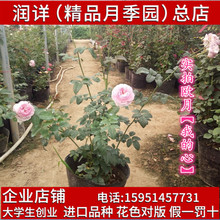 庭院植物 四季开花 粉色龙沙宝石多季开花 欧月灌木月季花