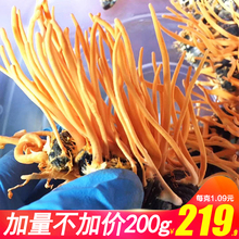 真蛹虫草带蛹体北冬虫夏草特级孢子头200g金虫草花干货煲汤泡酒