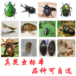 真昆虫标本螳螂标本幼儿园教学用具科普实验DIY已展姿品种可自选