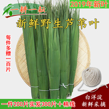 粽子叶新鲜野生芦苇叶200片一耕一耘粽叶白洋淀特产包粽子赠棉线