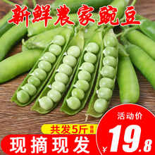 包邮 新鲜青豆农家自种豌豆荚青豌豆甜豆新鲜蔬菜 现摘带壳豌豆5斤