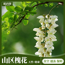 杨槐花500g 3份 稻谷泉 包邮 洋槐花 新鲜 时令野菜 槐花新鲜