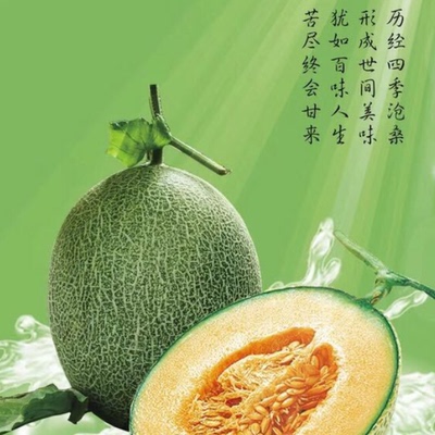 纯邦 新疆特产水果正宗西州蜜哈密瓜新鲜现摘水果吐鲁番约5-7斤