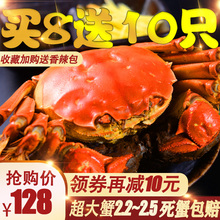 【共18只】大闸蟹鲜活六月黄螃蟹鲜活 大闸蟹鲜活特大 蟹螃蟹鲜活