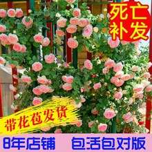 藤本月季花苗庭院花卉盆栽玫瑰蔷薇花苗爬藤植物 粉龙沙宝石 欧月