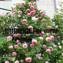 爬藤月季苗 多花蔷薇苗 欧月藤本月季 粉龙 粉色龙沙宝石月季花