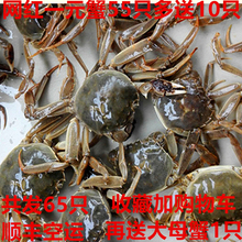 小毛蟹老头二元一元蟹小螃蟹鲜活包邮大闸蟹一元一只的55只加10只