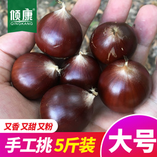 新鲜生板栗栗子锥栗建瓯油栗圆栗农家现摘生栗子毛栗子锥形5斤装