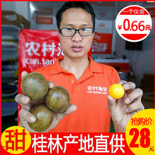 62mm罗汉果干果广西桂林特产汗散装 特级永福罗汊果茶泡茶泡水