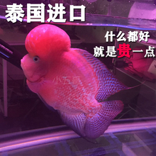 鱼缸热带观赏鱼鸿运泰国金花家养罗汉鱼小鱼苗活体德萨幻彩起头