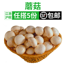 蘑菇250g小蘑菇新鲜口菇菌菇双孢菇 现采即发蔬菜江浙沪皖5件包邮
