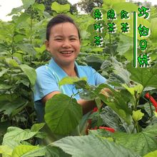 包邮 巧妇9妹桑叶茶精选新鲜冬霜桑叶农家自种手工炒制200克两罐