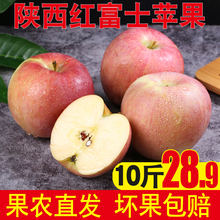 红富士苹果小果陕西新鲜水果10斤包邮当季时令脆甜丑苹果整箱萍果