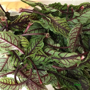 酸模叶新鲜品牌店铺