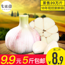 2018年新鲜大蒜头鲜蒜现挖糖醋蒜5斤低价包邮批发非紫皮独头干蒜