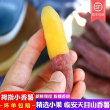 新鲜临安天目山小香薯5斤红薯板栗番薯迷你金手指沙地瓜黄心山芋
