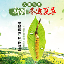 玉树正宗冬虫夏草高海拔新鲜虫草 鲜草0.6克 头期西藏虫草那曲