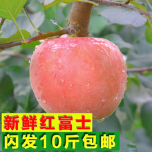 新鲜水果红富士苹果带箱10斤脆甜野生丑苹果批发应季冰糖心包邮