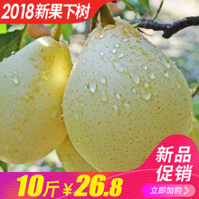 当季批发雪梨皇冠梨砀山梨 包邮 翠王鸭梨新鲜梨子10斤整箱