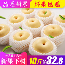 整箱10斤批发 当季雪梨 新鲜水果 砀山梨酥梨香梨 梨子 包邮 皇冠梨