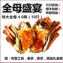 现货澄伯大闸蟹鲜活螃蟹特大全母蟹3.5-4.0买8送2共10只顺丰礼盒