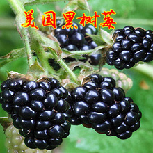 保健水果美国黑树莓苗黑莓树苗当年结果智利黑莓果树苗