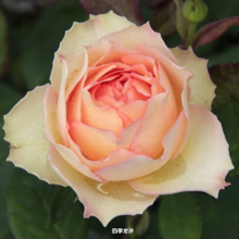 四季龙沙宝石月季吉莱塔花苗丰花灌木茶香阳台庭院 新品
