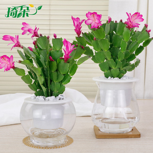 脉动 Mizone 脉动仙人掌青橘运动饮料600ml *1