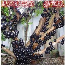 果树苗盆栽果树苗当年结果 葡萄苗葡萄树苗台湾树葡萄嘉宝果