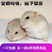 小仓鼠宝宝 包活 仓鼠活体小奶茶 干线爬宠 包健康买1送6