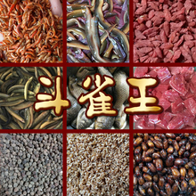 营养壮膘饲料手工画眉鸟食唱鸟料斗鸟料提性壮膘饲料500克 斗雀王